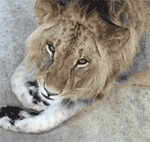 Gif animé lion grogne